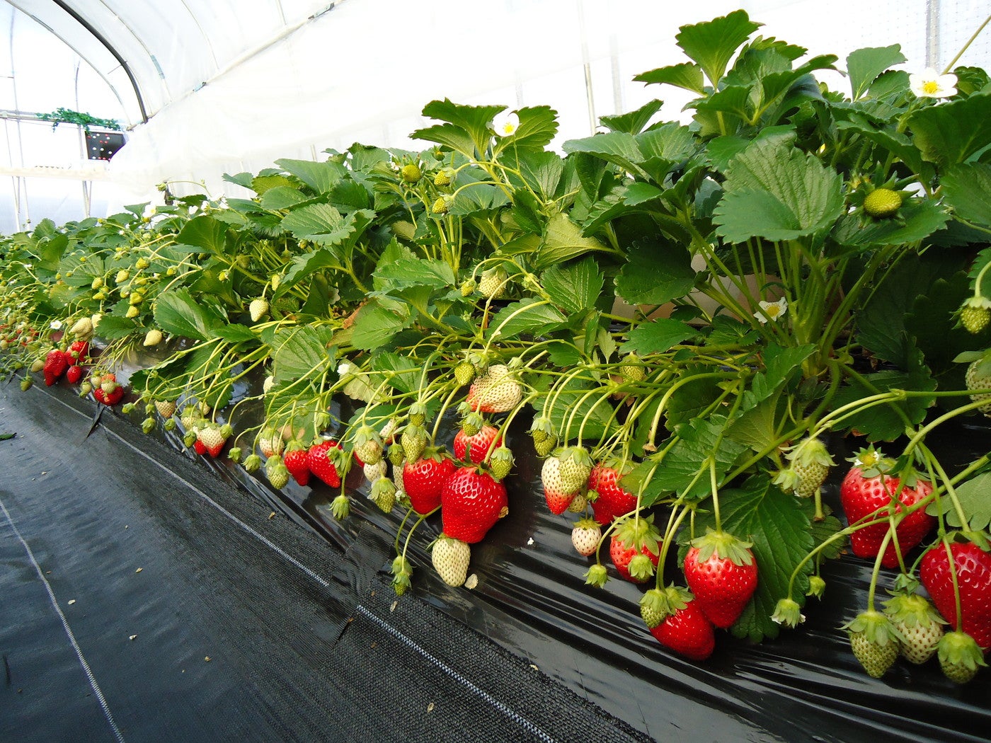 高設栽培のビニールハウス（提供画像）