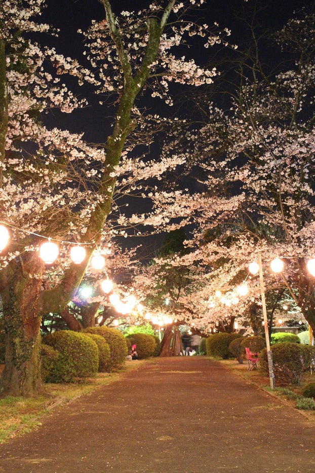暗闇に浮かび上がる幻想的な夜桜／小山市