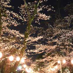 暗闇に浮かび上がる幻想的な夜桜／小山市