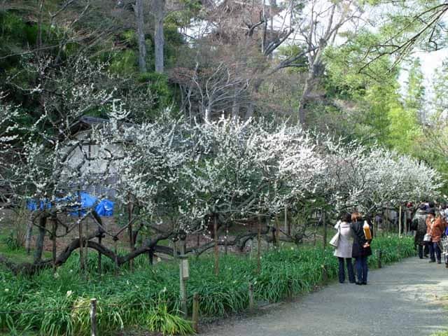 臥竜梅(がりょうばい)は少し離れて見ると竜の姿に見えます