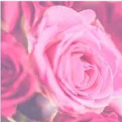 French Rose ／画像提供：Flora Notis JILL STUART