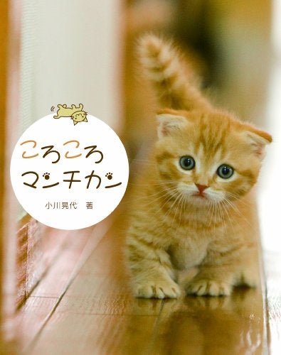 結局のところ1番好きな猫の種類ランキング モデルプレス 結局のところ1番好きな猫の種類ランキング モデルプレス