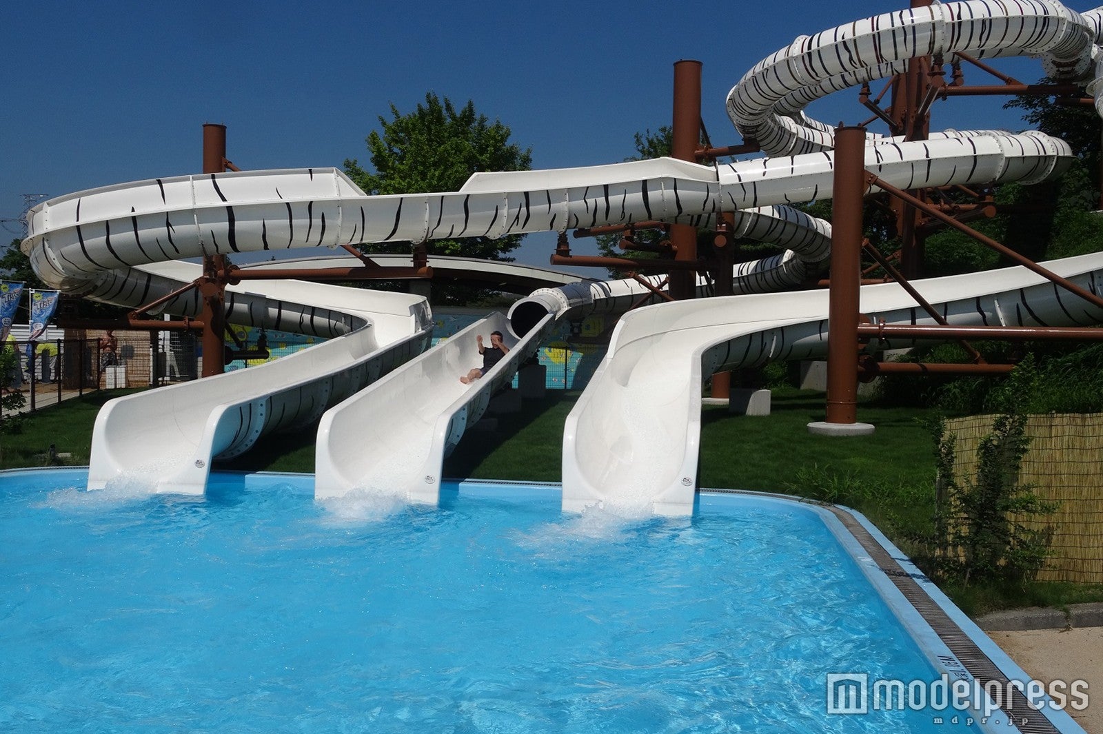 タイガースプラッシュ／画像提供：東武動物公園