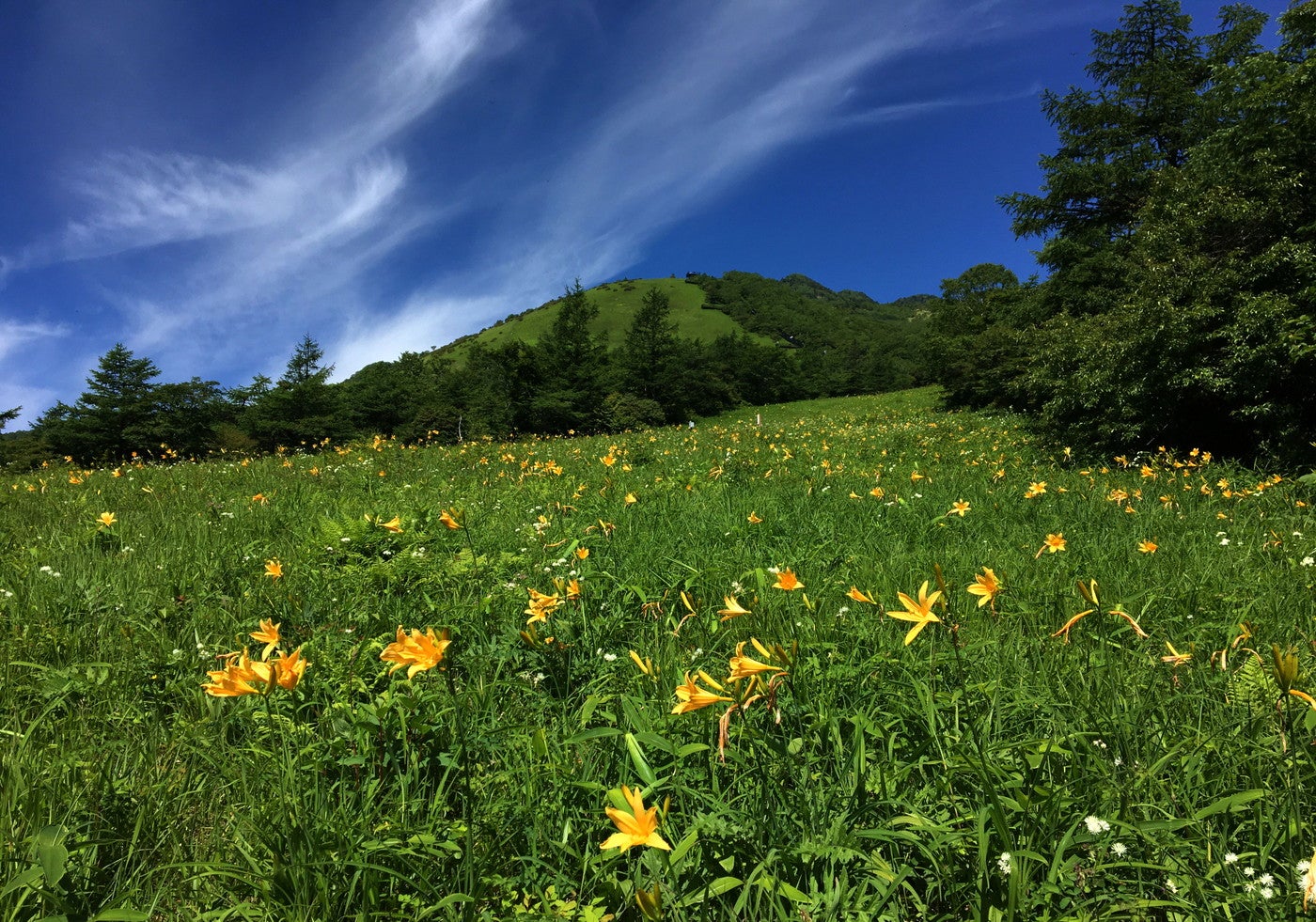 一面に咲くニッコウキスゲ（提供画像）