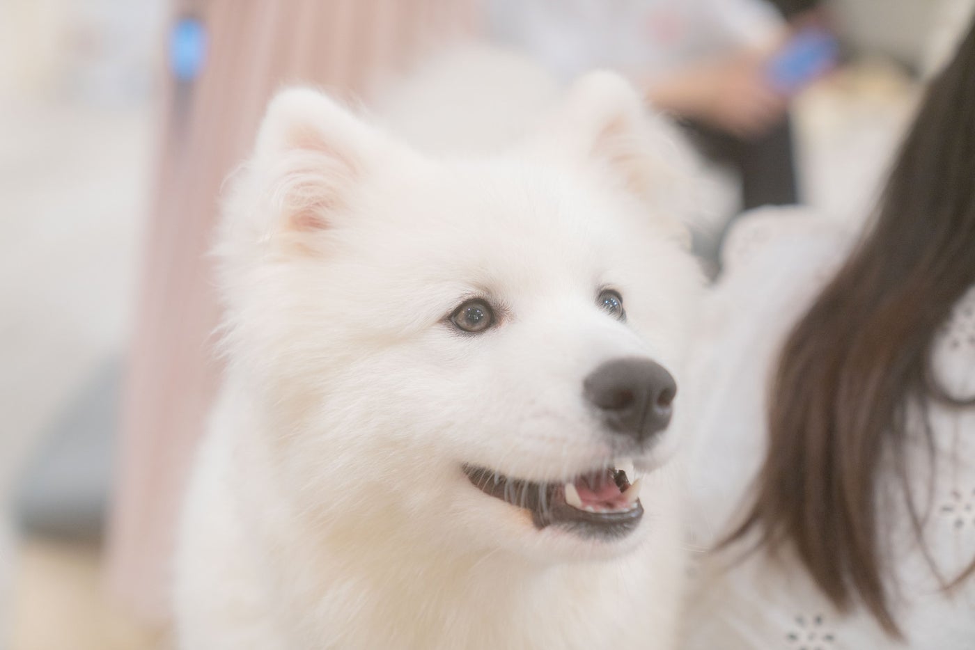 Samoyed Lounge moffu/提供画像