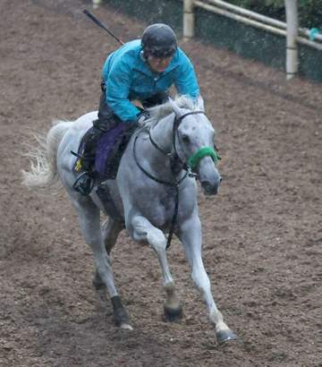 【安田記念】ガイアフォース活気十分 杉山師「臨戦過程は今年の方が圧倒的にいい」 横山武「いつも通りで安心」