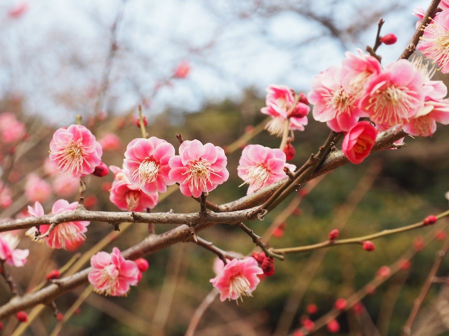 新宿御苑の梅