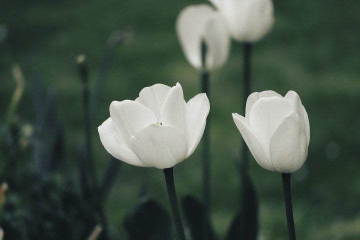 失恋の花言葉を持つ花たち14選 恋の終わりを意味する切ない花を季節別にご紹介 モデルプレス