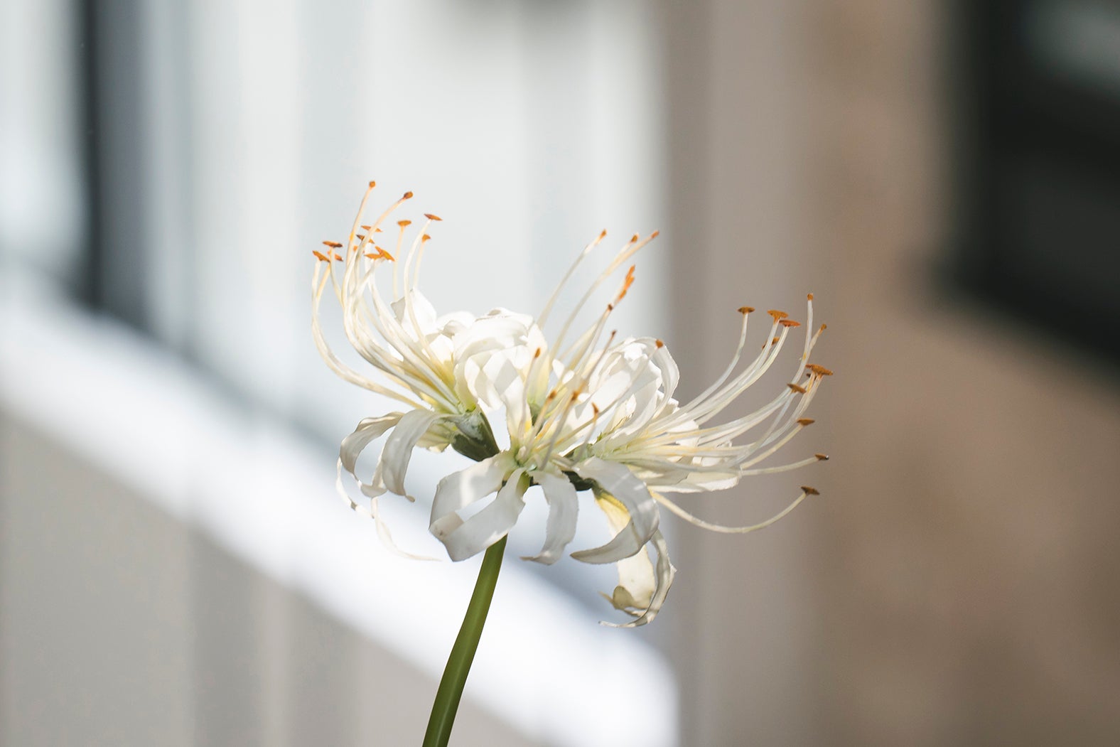 「鬼の花嫁」場面写真（C）2026「鬼の花嫁」製作委員会