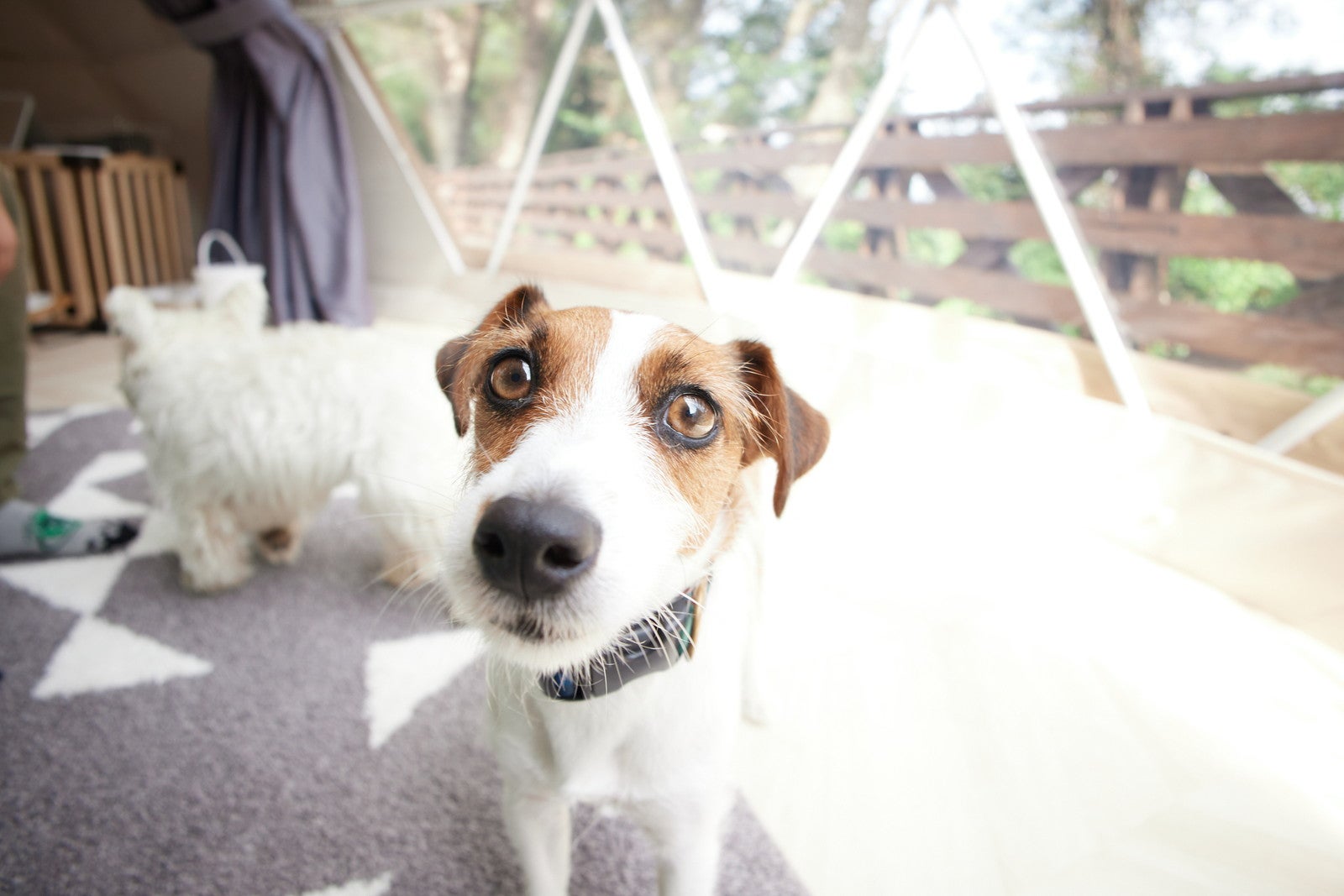 まるのもり Glamping with Dog／提供画像