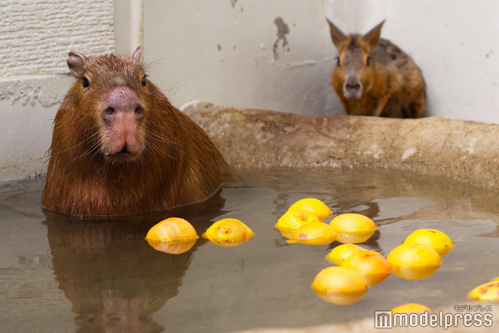温泉が大好きなカピバラさん。この日はグレープフルーツ湯に入浴中（C）モデルプレス