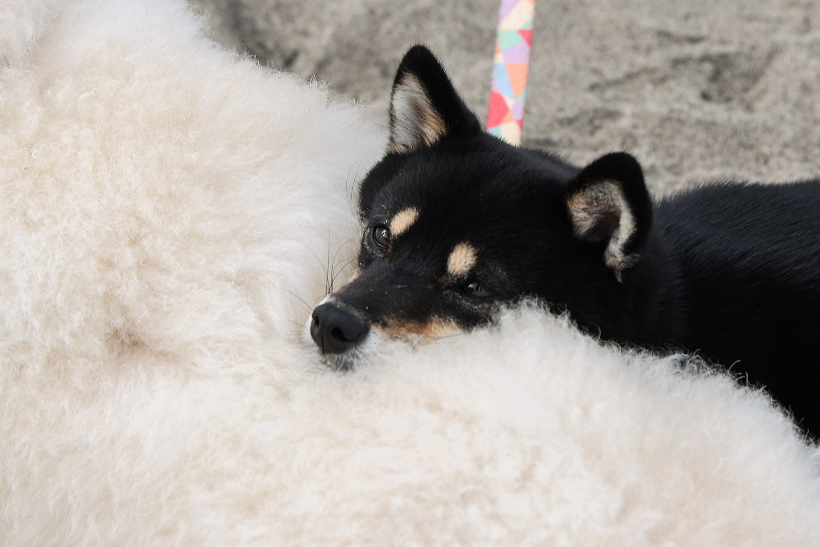 「初恋DOGs」第3話（C）TBS