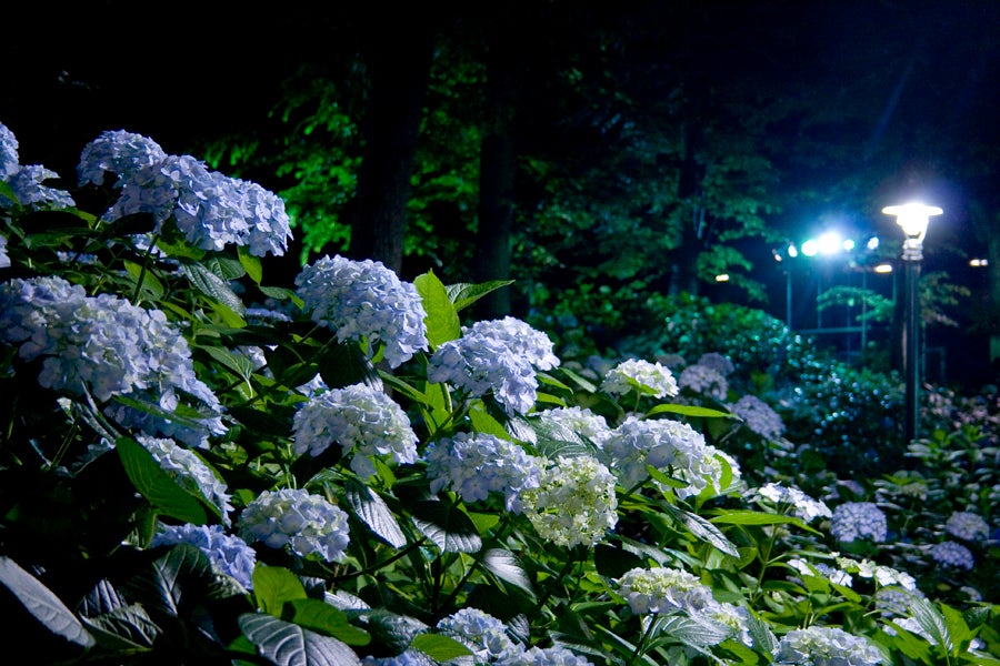 としまえん　あじさい祭り2018