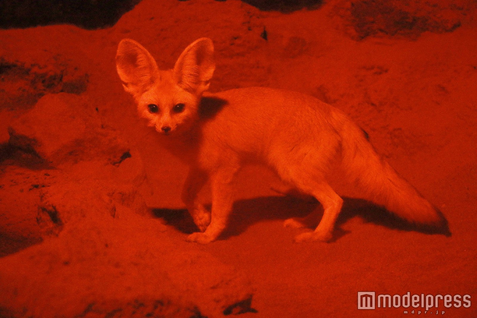 ナイトフェネック／画像提供：伊豆シャボテン公園