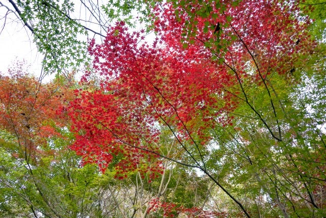 気象予報士が厳選！関西の「紅葉見頃スポット」