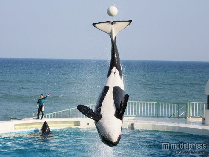 こんな瞬間はスマホじゃ撮れない！／キヤノンの「PowerShot SX600 HS」で撮影