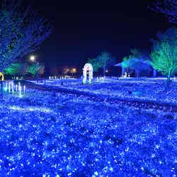 花と光のムーブメント/提供画像