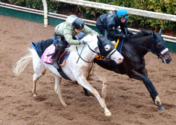【デイリー杯クイーンC】白毛馬マルガ 折り合い専念でラスト伸びた 姉の背を追い府中マイルで2つ目の白星を狙う