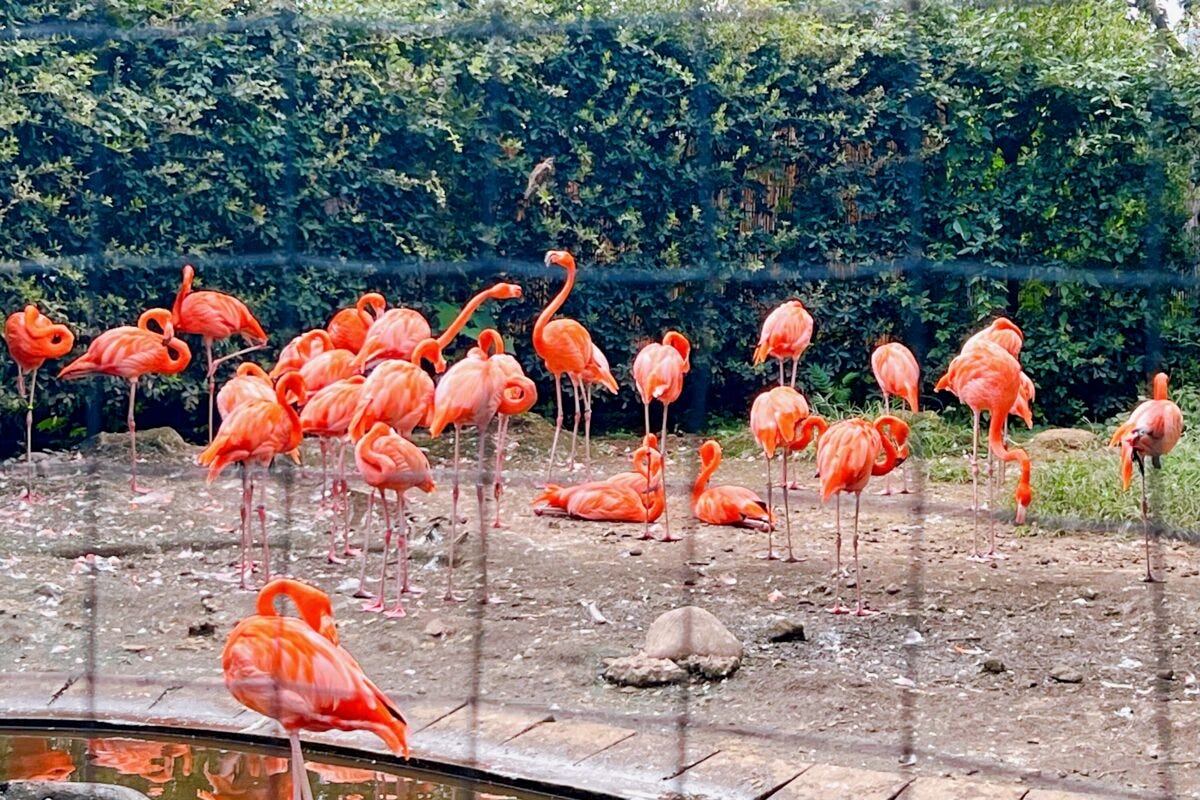 上野動物園　フラミンゴ