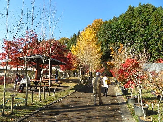 世界のカエデが見られる？奈良でみつけた「絶景スポット」