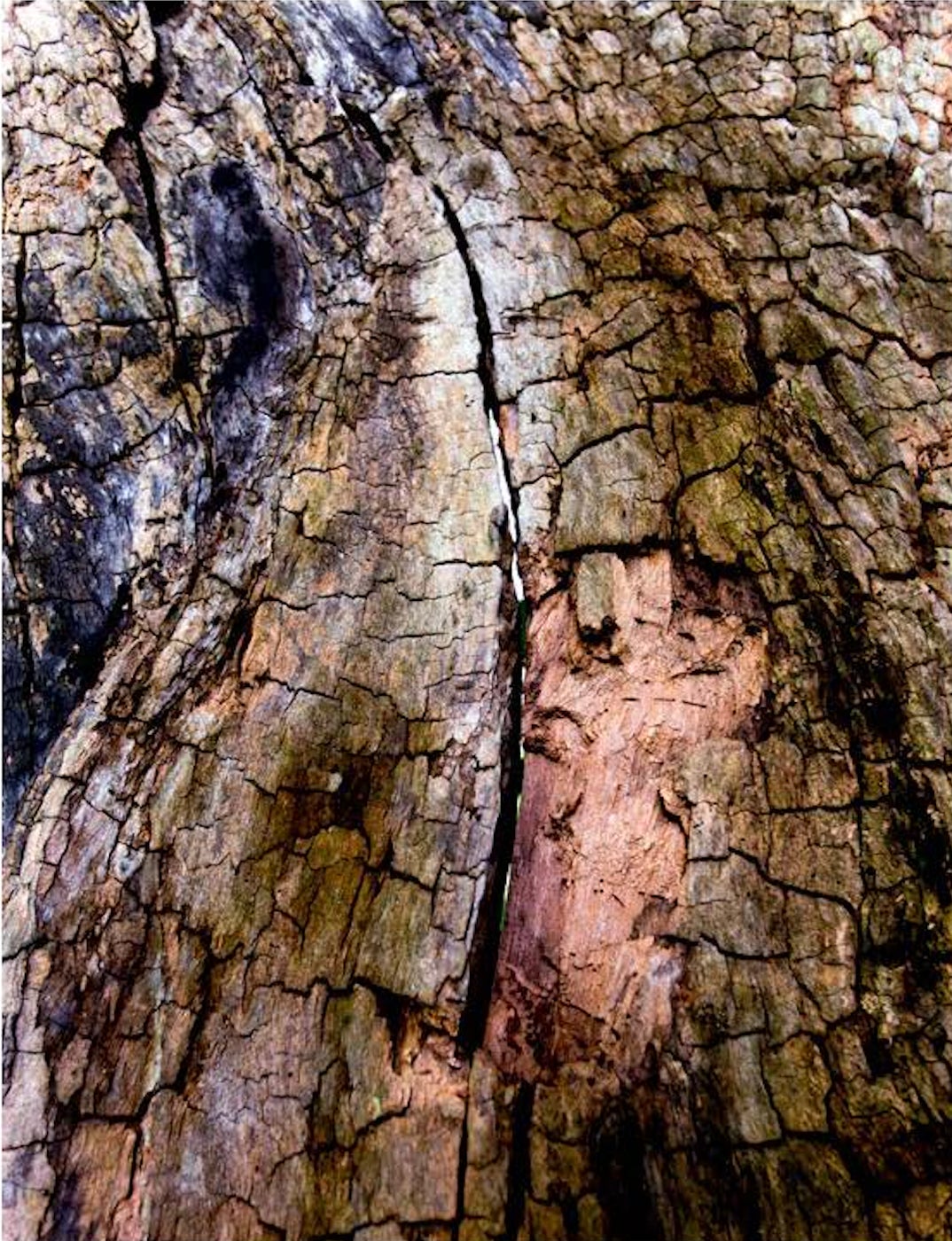 ニコライ バーグマン 箱根 ガーデンズ／提供画像