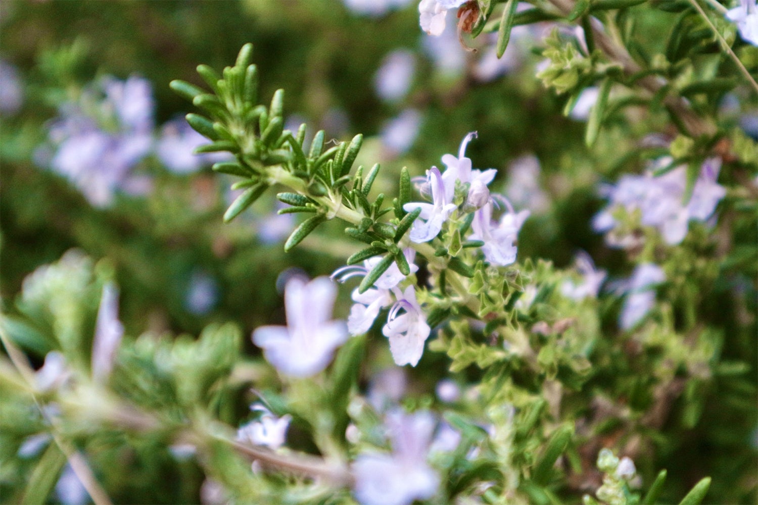 グランファーム富士河口湖／画像提供：ブッキングリゾート