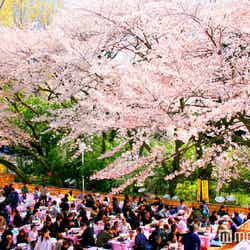 約500本のソメイヨシノや八重桜が咲き誇る／画像提供：としまえん