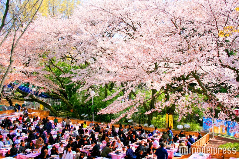 「としまえん桜まつり」桜500本の下でお花見&イルミ鑑賞、夜桜デートもできる