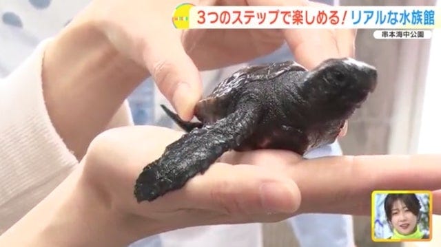 【和歌山】距離、ちかっ！大人も子どもも楽しめる「リアルな水族館」