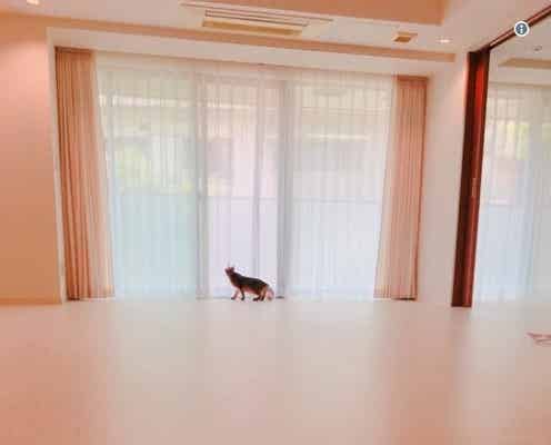 ダレノガレ明美、新居を公開 「めっちゃ広い」「走り回れる」と羨望の声