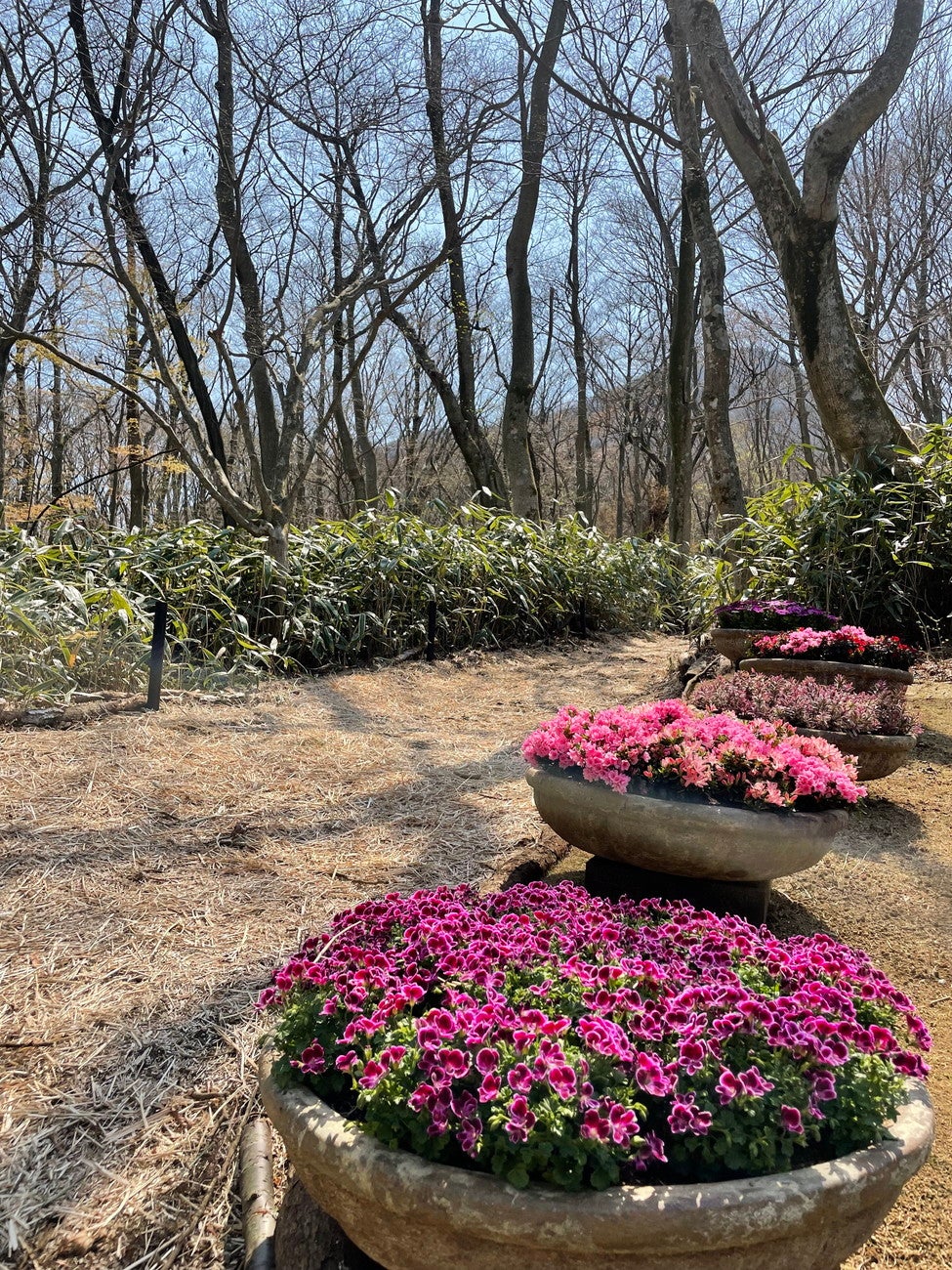 ニコライ バーグマン 箱根 ガーデンズ／提供画像