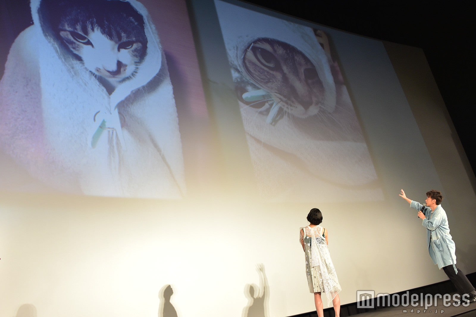 佐藤健の愛猫・こちろー&ぷちろーの“キャベツ巻き”ショット（C）モデルプレス