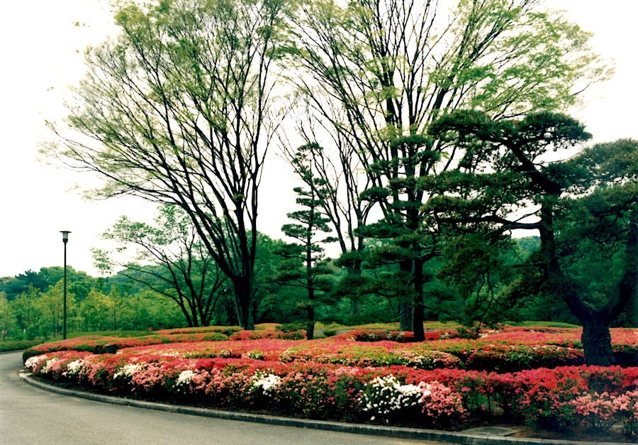 皇居東御苑のつつじ２