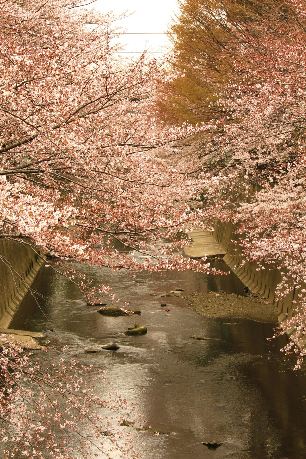 板橋十景 石神井川の桜並木／photo by 写真素材ぱくたそ／photo by 写真素材ぱくたそ