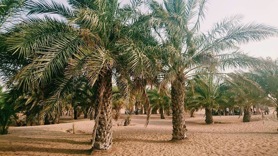 砂漠／画像提供：所属事務所