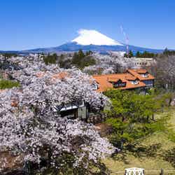 Spring Festival 2026/提供画像