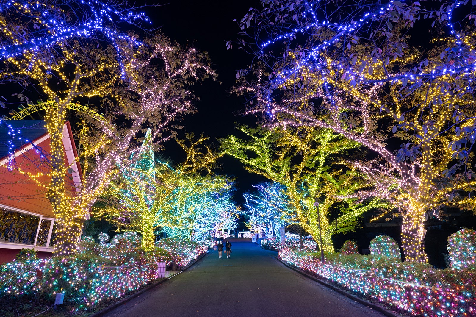 よみうりランド並木道イルミネーション （提供写真）
