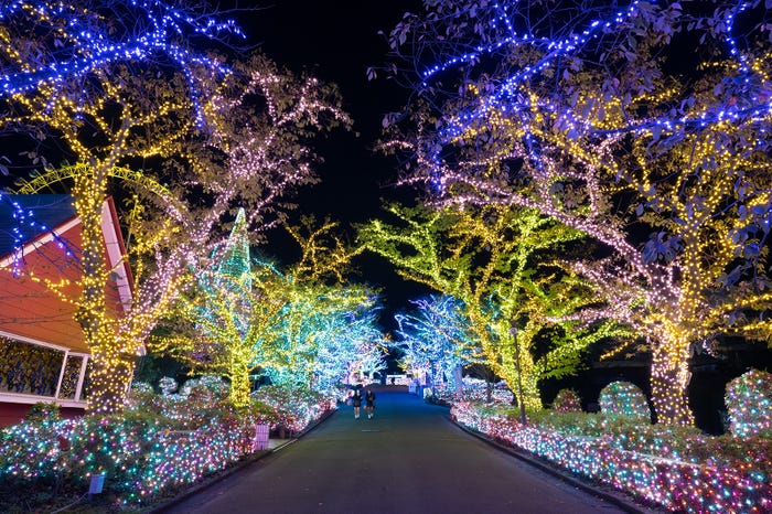 よみうりランド並木道イルミネーション (提供写真)