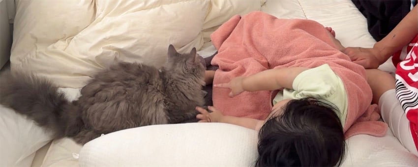 川崎希、次女・グーちゃんが泣くと駆けつける愛猫にメロメロ「気がつくとだいたい隣にいる」