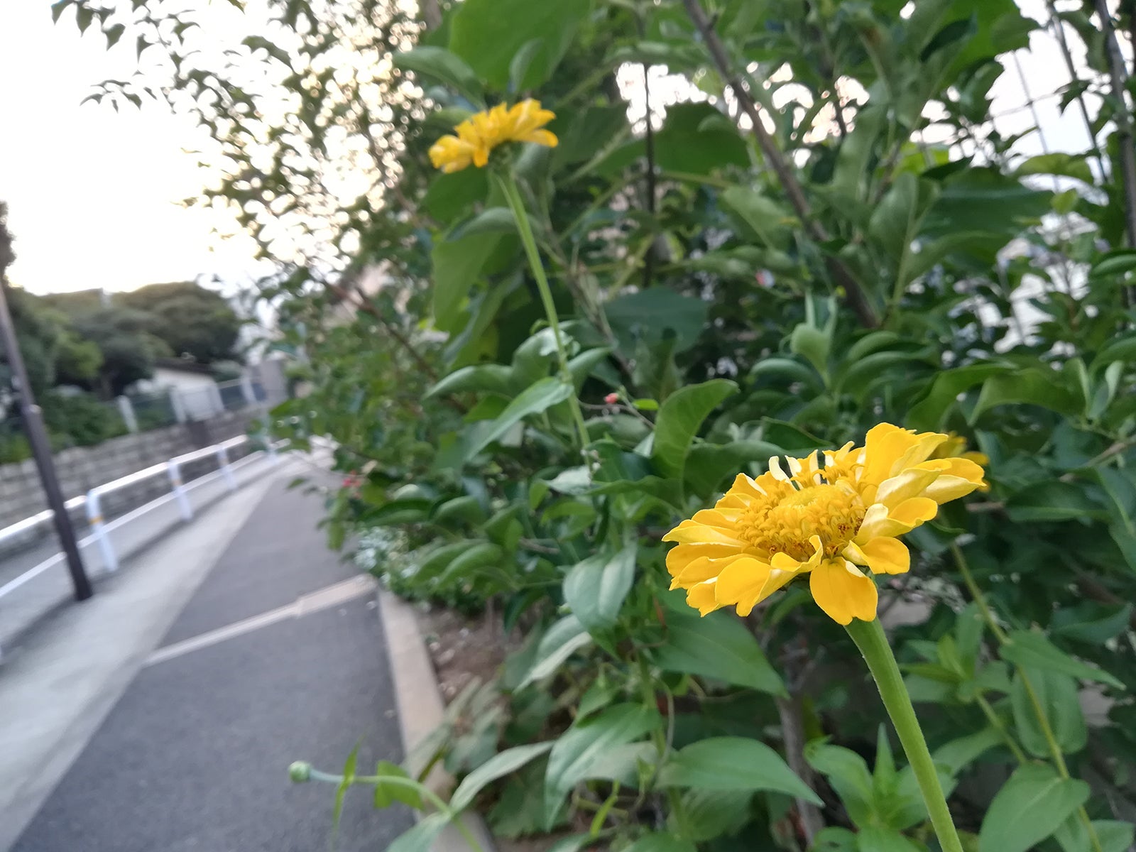 ぼけ感も思いのまま