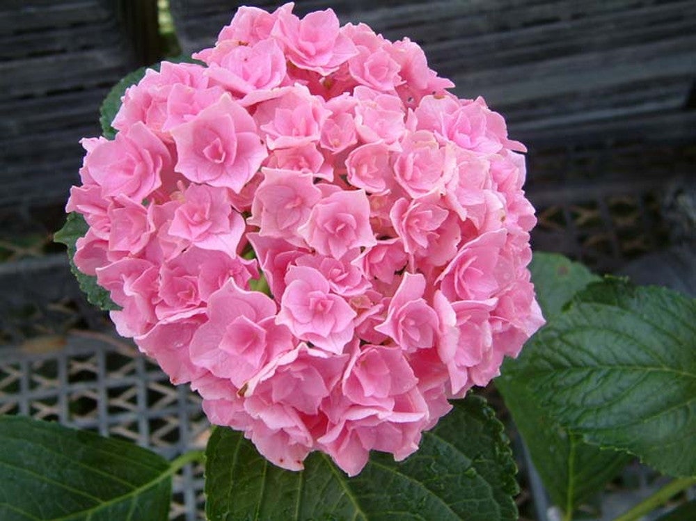 あじさい祭／画像提供：ハウステンボス