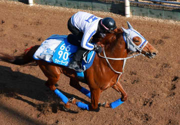 【東京新聞杯】ウォーターリヒト態勢万全 石橋師「いい状態です」