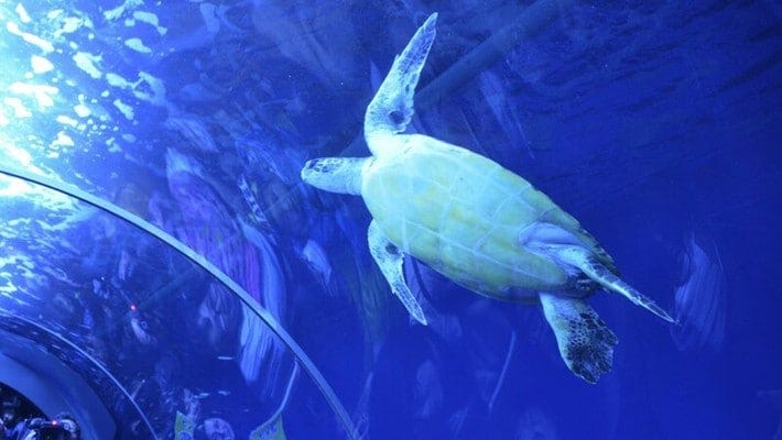 「トンネル水槽」にいる、震災を生き抜いたアオウミガメの“かめ吉”