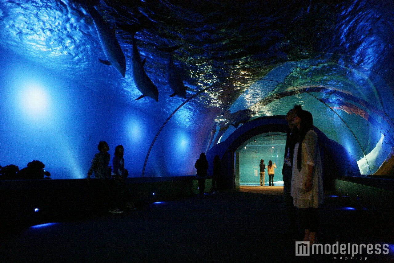 昼と夜とで別世界／画像提供：横浜八景島