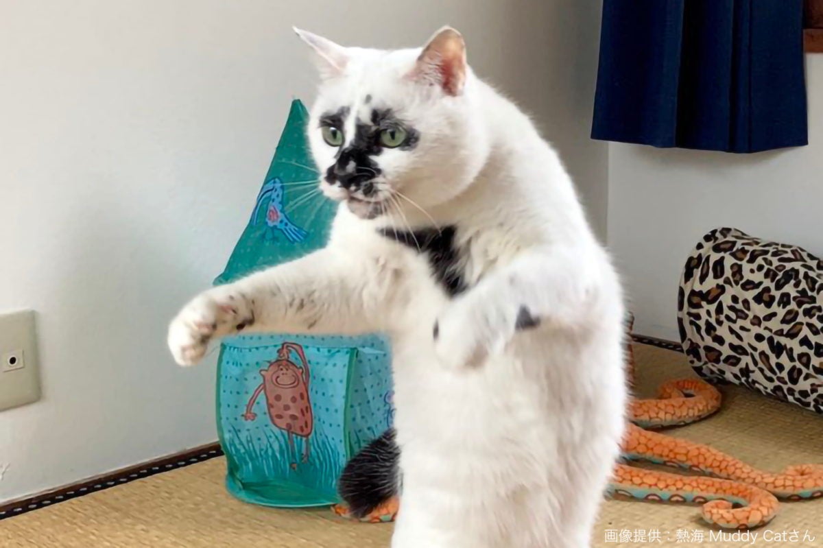 和 の趣を感じさせるポーズ 浮世絵のような立ち姿の猫が話題に モデルプレス 和 の趣を感じさせるポーズ 浮世絵のような立ち姿の猫が話題に モデルプレス