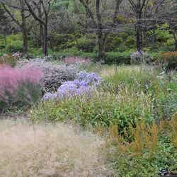 HANA・BIYORI/画像提供:よみうりランド