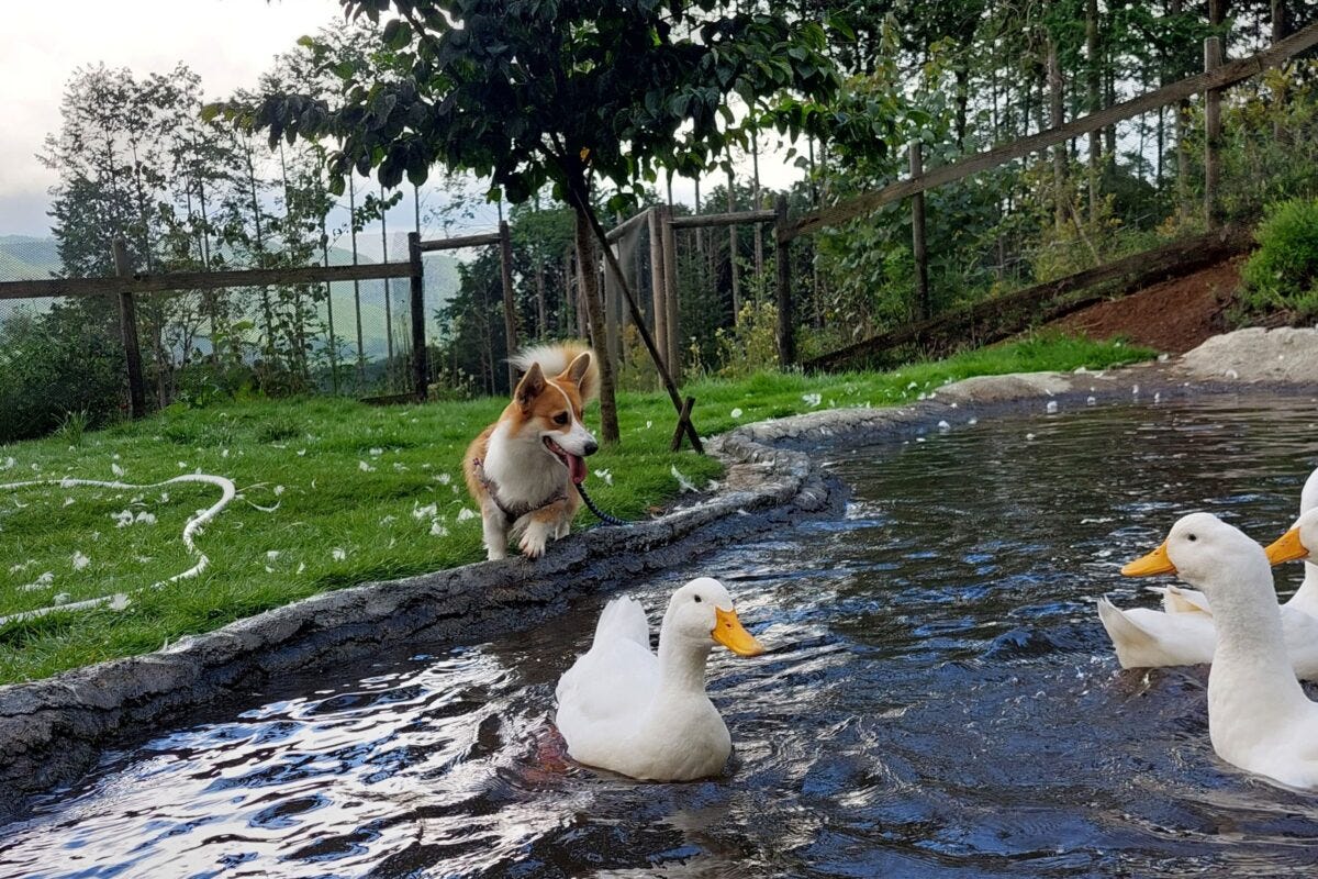 コーギーのつみれちゃん