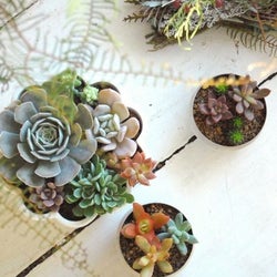 おしゃれな部屋には必ずある 絶対かわいい多肉植物はコレ モデルプレス おしゃれな部屋には必ずある 絶対かわいい多肉植物はコレ モデルプレス