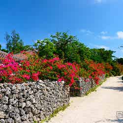 大自然と美食で身も心もリフレッシュ、冬おすすめの沖縄離島の過ごし方4選