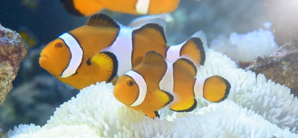 NAKED 花火アクアリウム／画像提供：横浜八景島